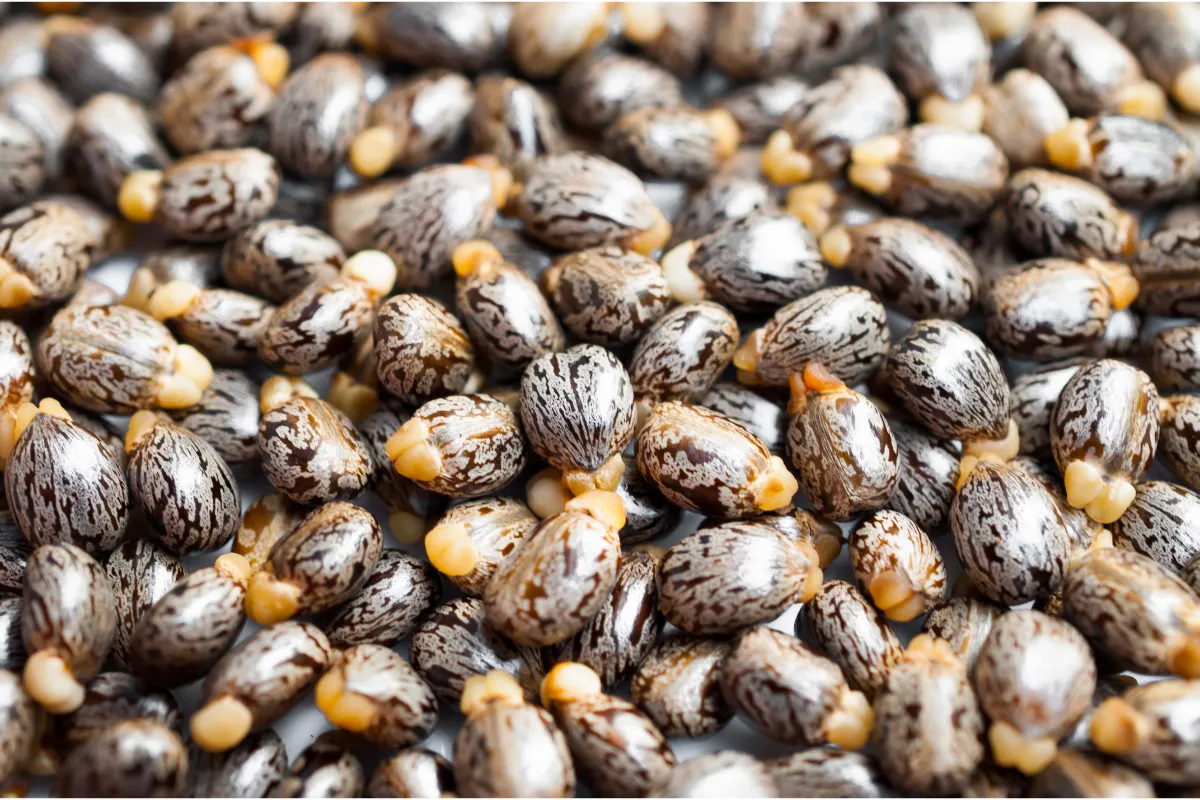 comment-bien-utiliser-le-tourteau-de-ricin-dans-votre-jardin-voici-tous-ses-avantages