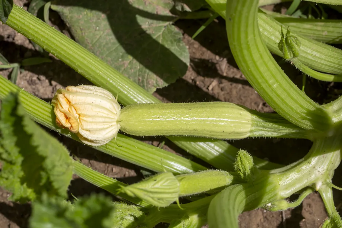 comment-cultiver-correctement-ses-courgettes-toutes-les-etapes-a-suivre-pour-une-bonne-recolte
