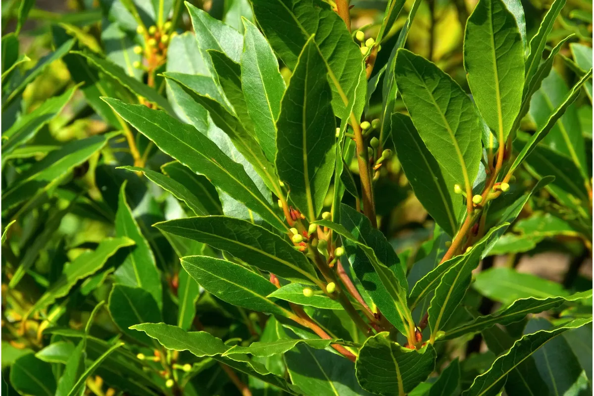 comment-detruire-une-souche-de-laurier-voici-les-5-methodes-qui-marchent-a-tous-les-coups