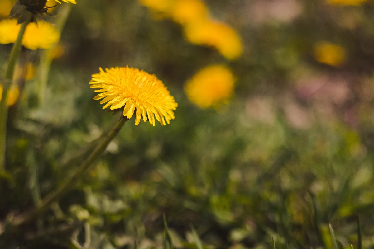 comment-eradiquer-le-pissenlit-de-votre-jardin-sans-abimer-votre-gazon-voici-les-etapes-a-suivre