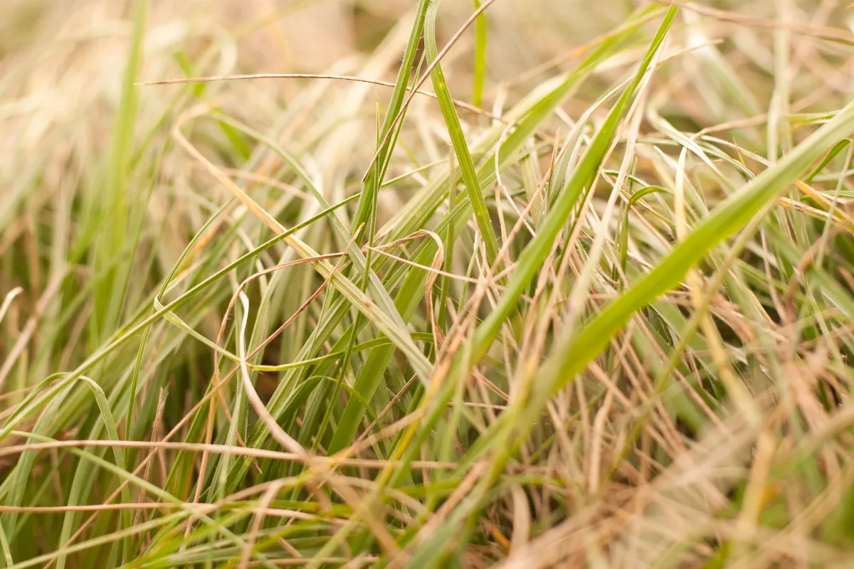 comment-preparer-son-gazon-pour-quil-resiste-a-la-secheresse-cet-ete-voici-lastuce-incroyable