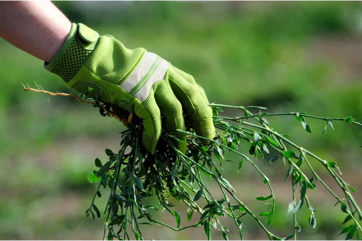 comment-recycler-les-mauvaises-herbes-de-votre-jardin-pouvez-vous-toutes-les-recycler-voici-toutes-les-reponses