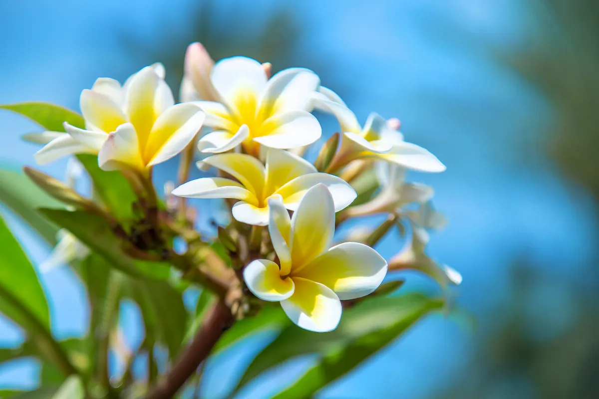 couper-les-fleurs-de-votre-palmier-est-ce-vraiment-une-bonne-idee-decouvrez-les-bons-gestes