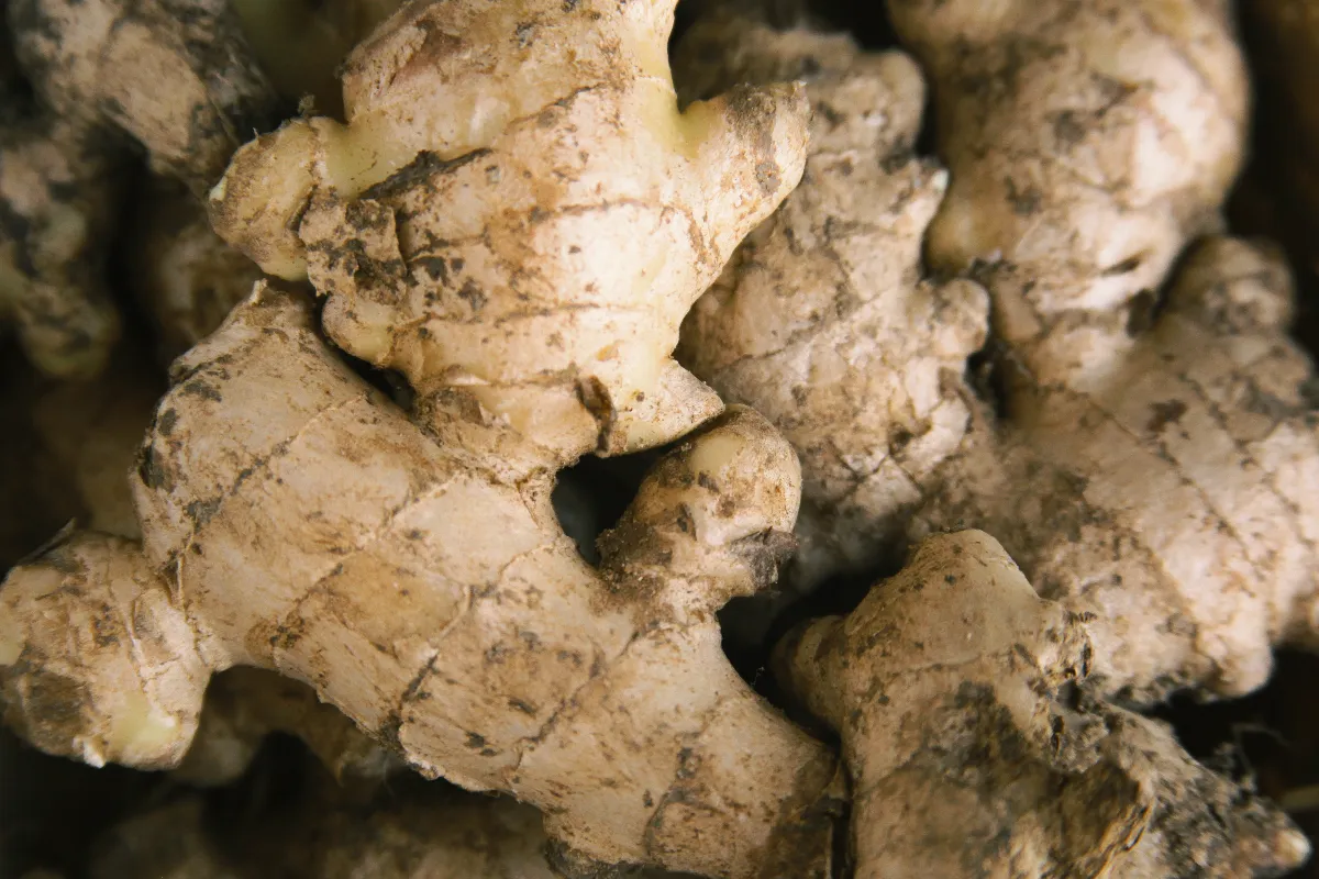 cultiver-du-gingembre-chez-soi-est-ce-possible-voici-les-etapes-pour-reussir