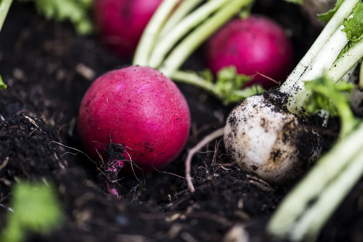 de-la-plantation-a-la-recolte-de-vos-radis-voici-tout-ce-que-vous-devez-absolument-connaitre