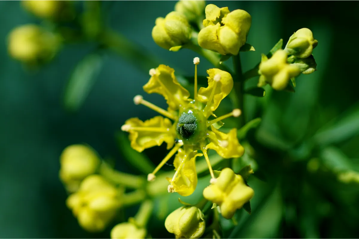 debarrassez-vous-enfin-des-mouches-grace-a-cette-plante-voici-lastuce-magique