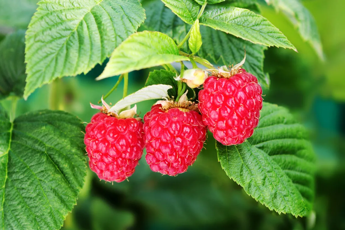 doublez-votre-recolte-de-framboises-cette-annee-en-utilisant-du-marc-de-cafe-voici-la-technique-infaillible