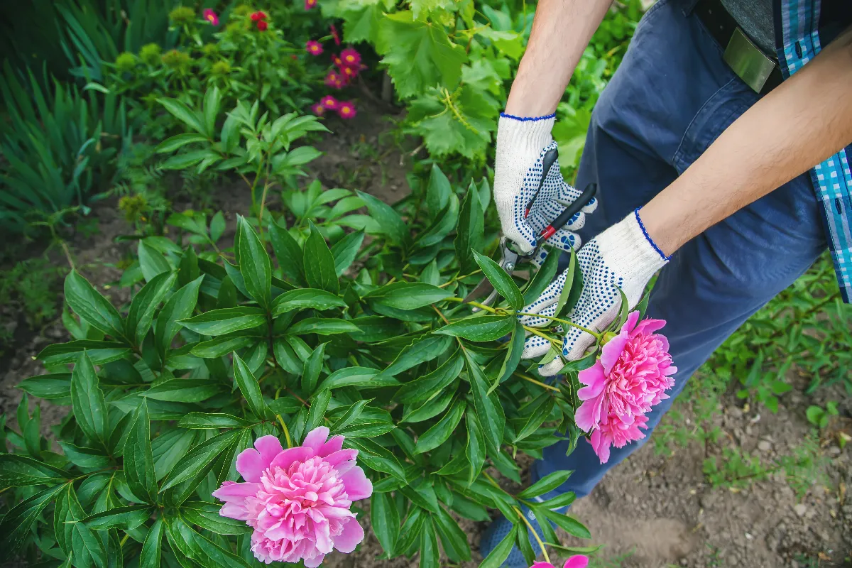 faut-il-tailler-vos-pivoines-au-mois-de-mai-pour-prolonger-leur-floraison-voici-la-reponse