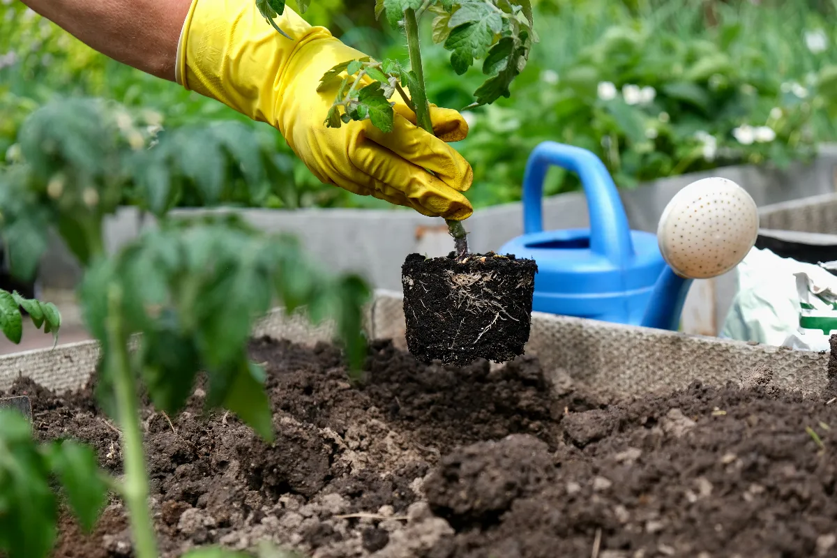 jusqua-quand-pouvez-vous-planter-vos-tomates-voici-les-dates-ideales-selon-les-differentes-varietes