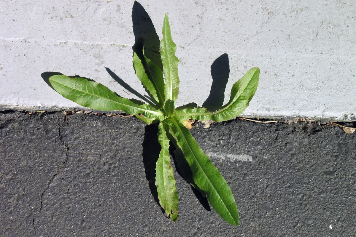leau-bouillante-le-traitement-ultime-pour-eliminer-definitivement-les-mauvaises-herbes-voici-comment-faire