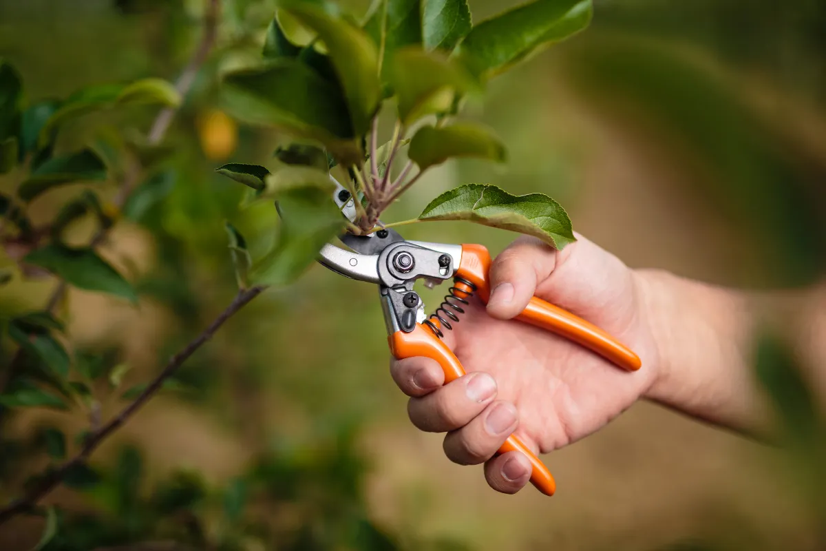 les-4-etapes-pour-bien-tailler-votre-rhododendron-voici-les-techniques-des-pros