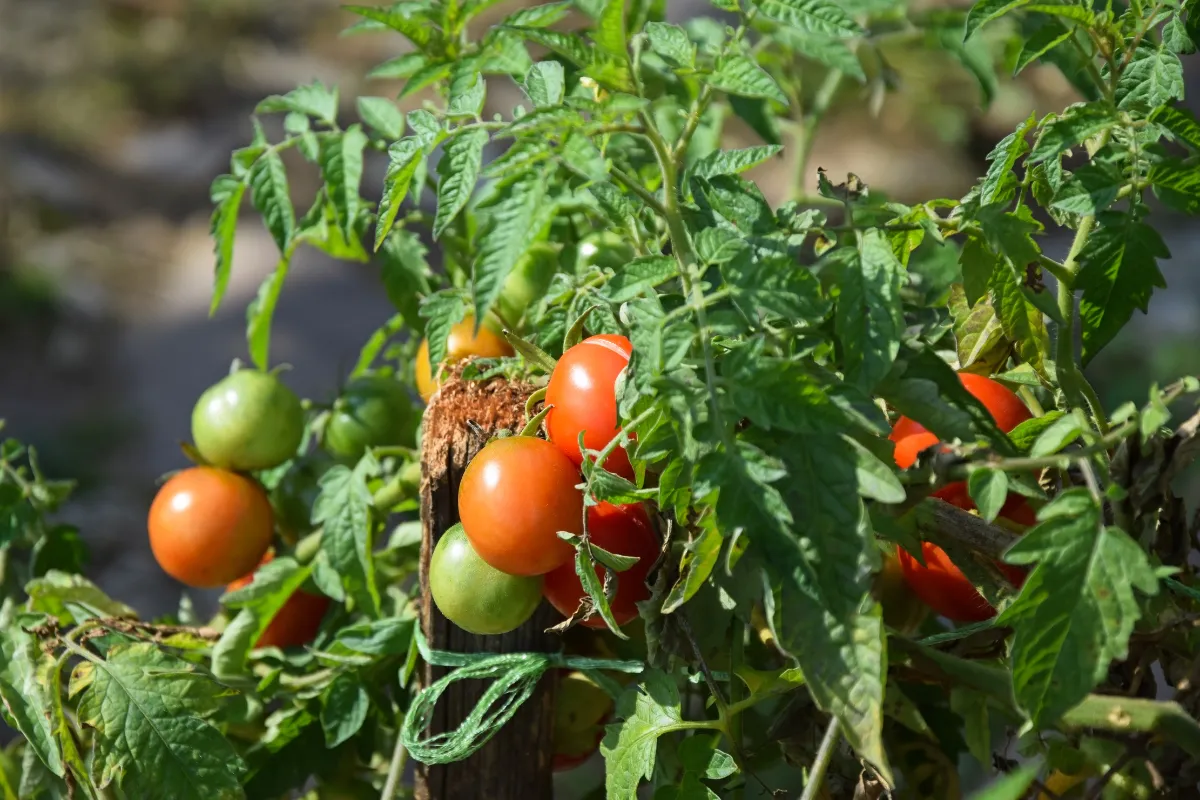mettre-du-sel-sur-vos-plants-de-tomates-decouvrez-cette-astuce-incroyable-pour-booster-votre-recolte