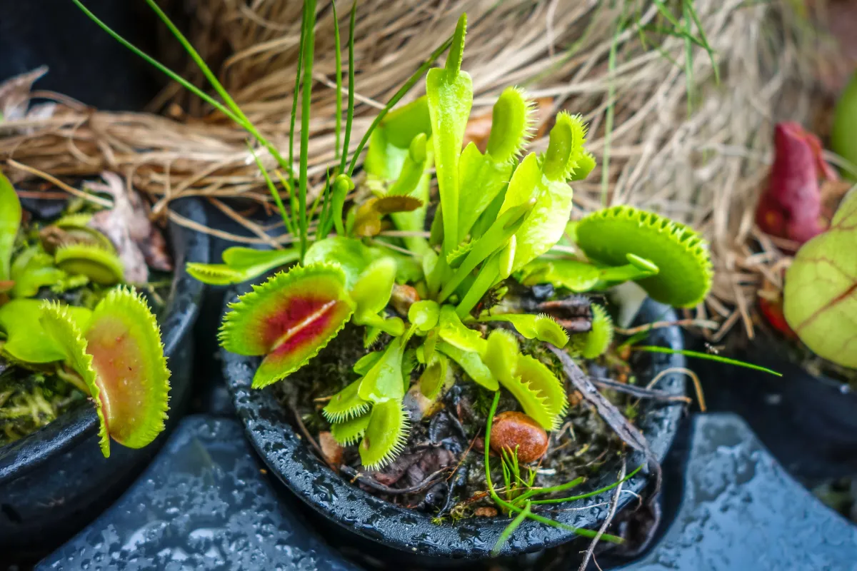 plantes-carnivores-faut-il-les-nourrir-voici-les-bons-gestes-a-adopter-pour-les-entretenir