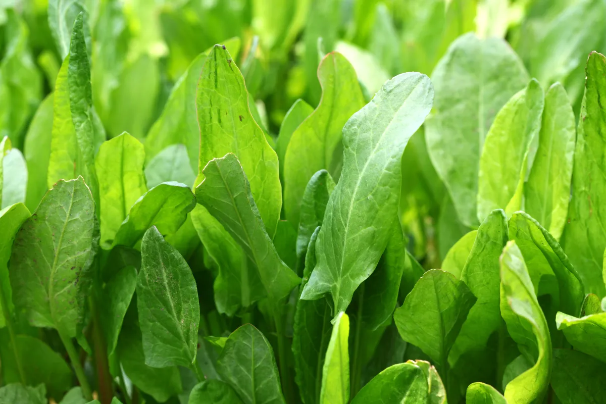 plantez-ces-5-legumes-perpetuels-une-seule-fois-et-recoltez-en-a-linfini