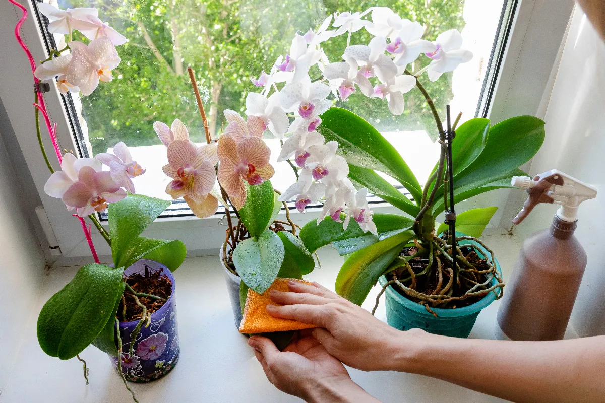 pourquoi-il-est-essentiel-de-nettoyer-les-feuilles-de-votre-orchidee-voici-la-reponse