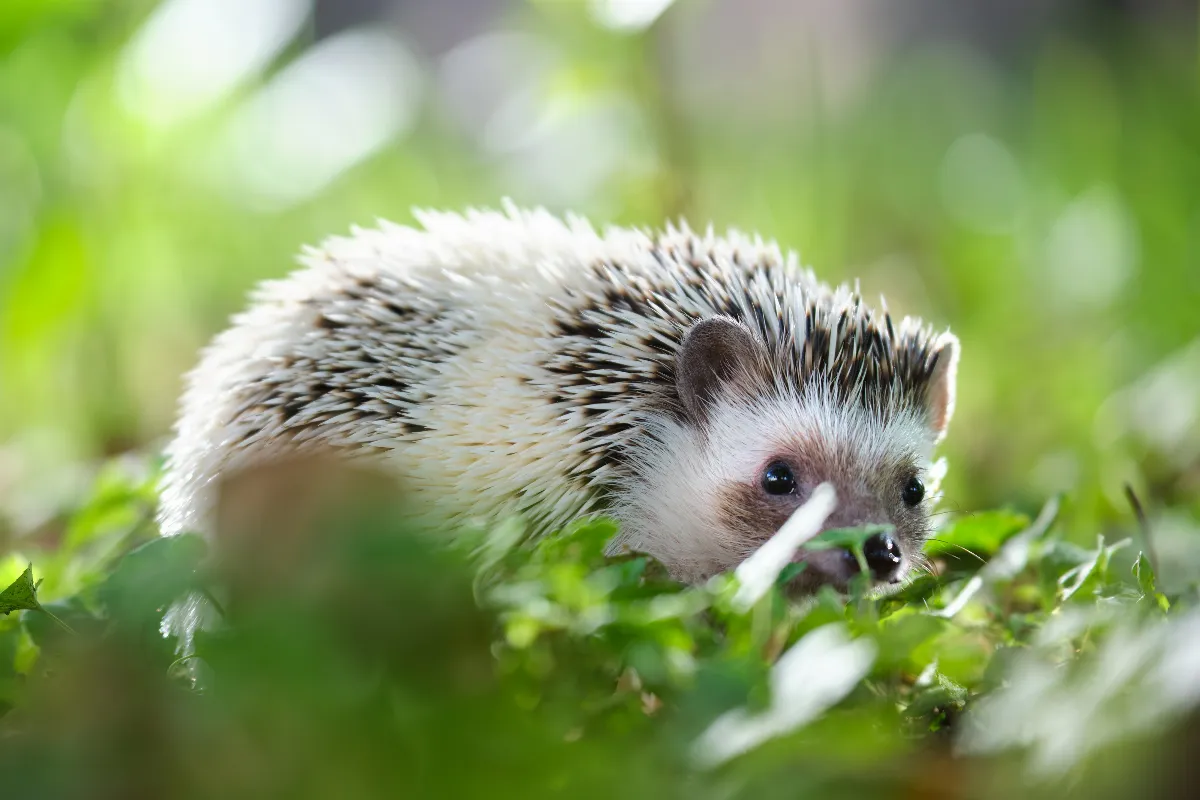 pourquoi-jai-des-herissons-dans-mon-jardin-voici-les-principales-raisons