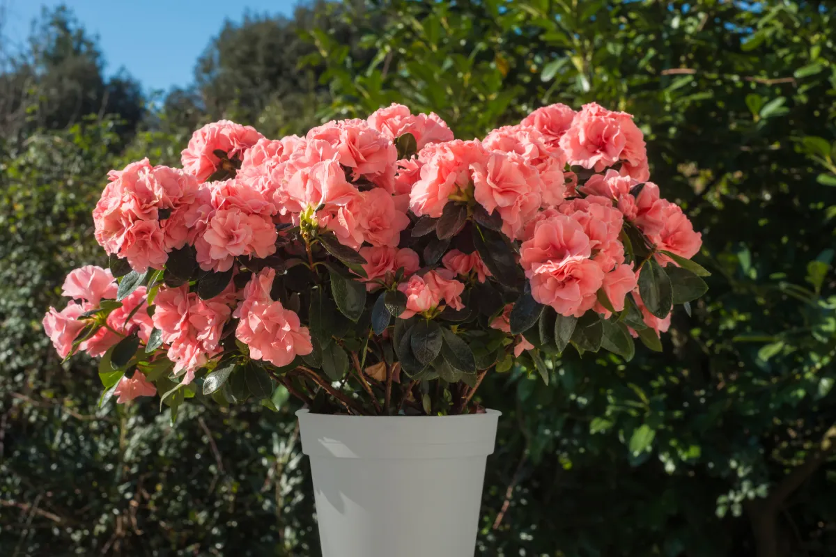 pourquoi-le-rhododendron-en-pot-est-la-plante-ideale-pour-votre-terrasse-voici-tous-ses-atouts