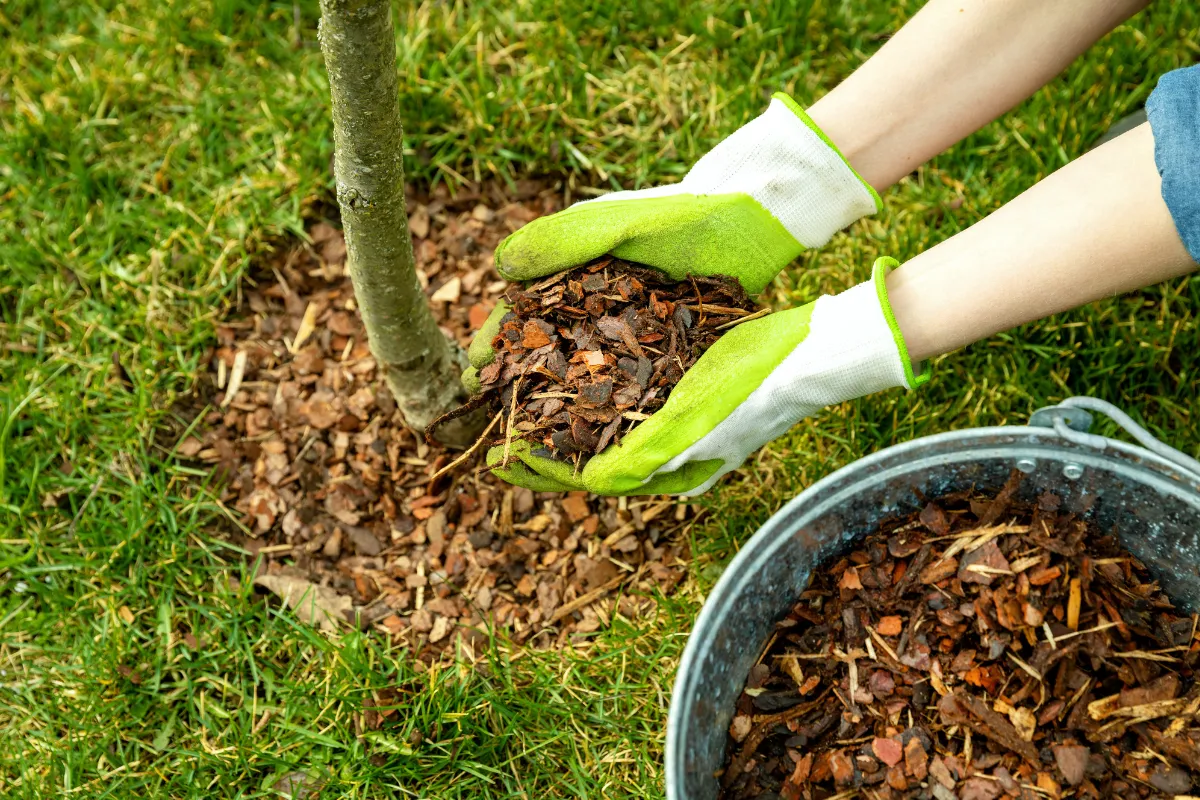 quand-et-comment-realiser-le-paillage-de-vos-arbres-fruitiers-5-conseils-a-suivre-pour-le-reussir