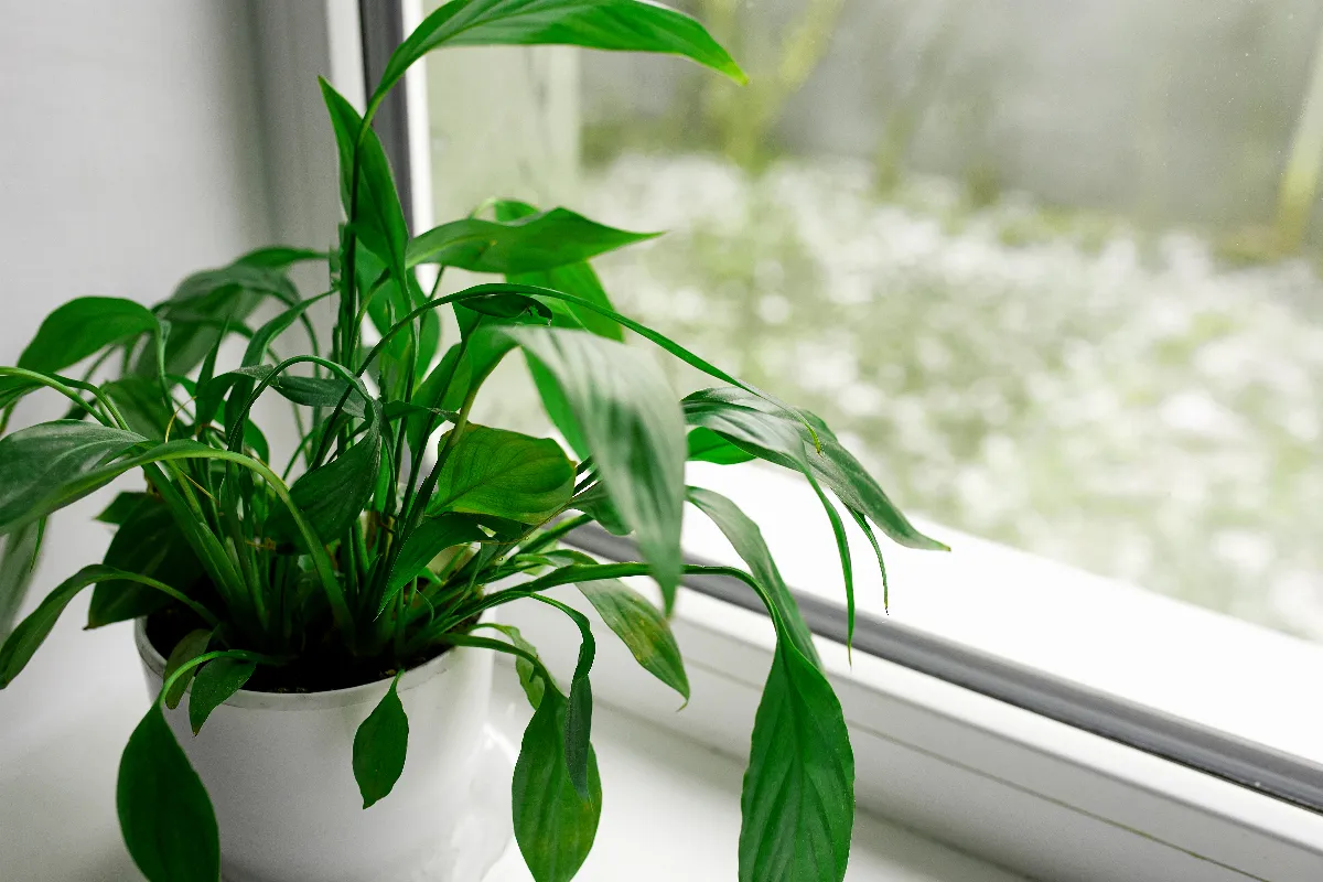 quelle-est-cette-plante-qui-absorbe-naturellement-lhumidite-dans-votre-maison