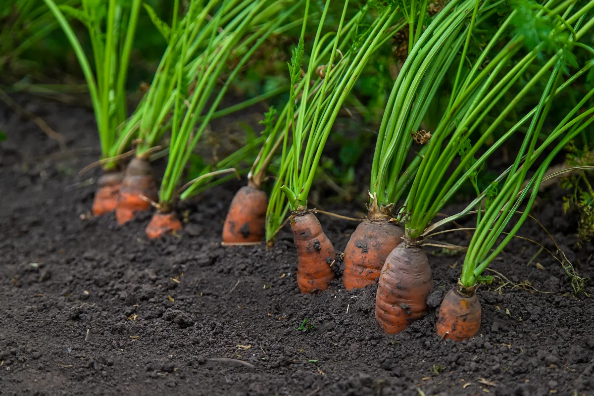 quelle-est-la-profondeur-ideale-pour-planter-des-carottes-dans-votre-potager-voici-enfin-la-reponse