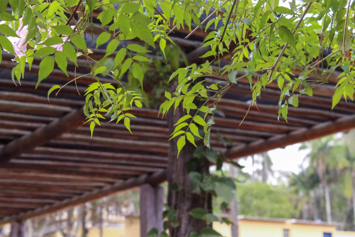 quelle-plante-fleurie-choisir-pour-embellir-sa-pergola-choisissez-parmi-ces-8-varietes-grimpantes-incroyables