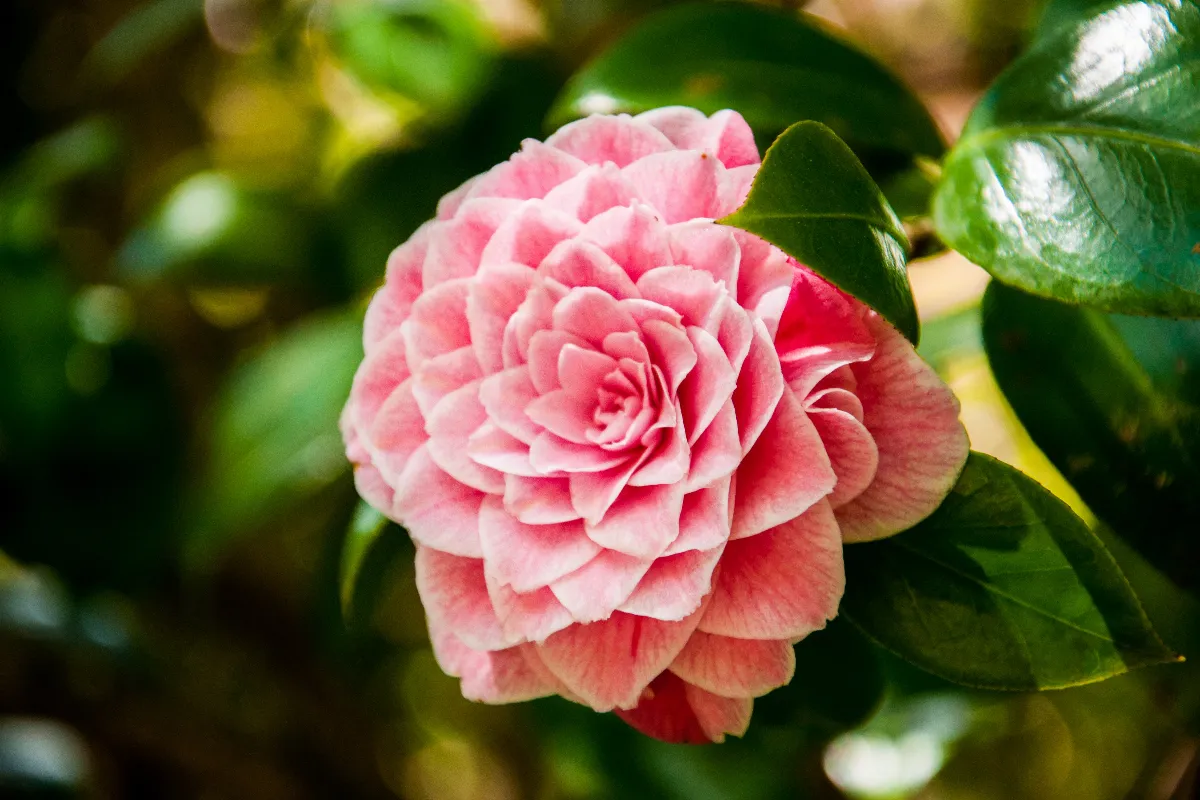 reussir-la-floraison-de-vos-camelias-en-pot-voici-les-secrets-pour-avoir-de-belles-fleurs-cette-annee