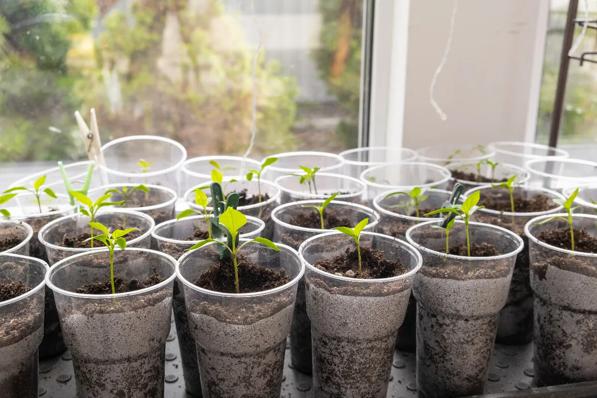 reussir-vos-semis-de-tomates-en-bouteille-en-5-etapes-voici-la-marche-a-suivre