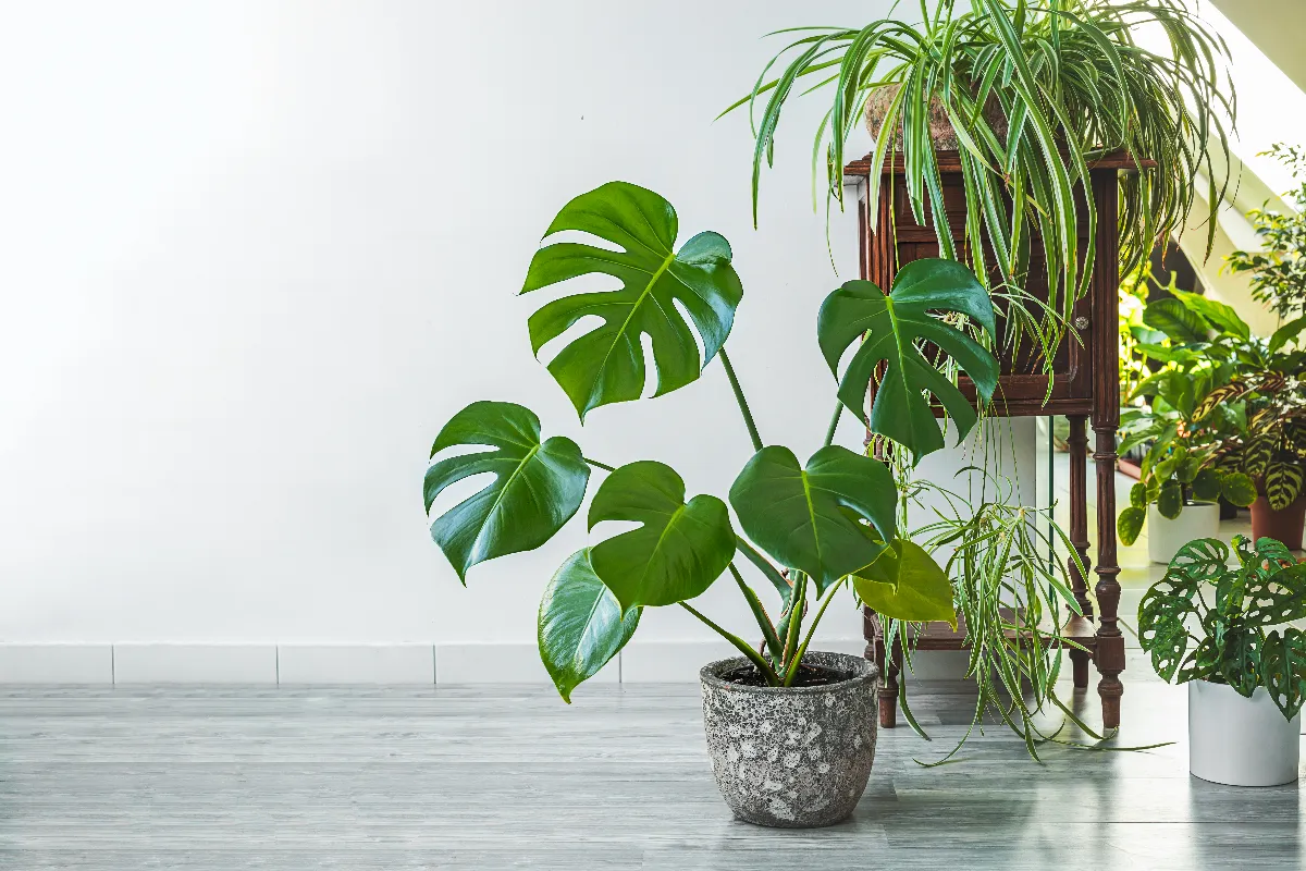 sublimez-votre-interieur-avec-ces-5-plantes-en-pot-sans-entretien-voici-notre-selection