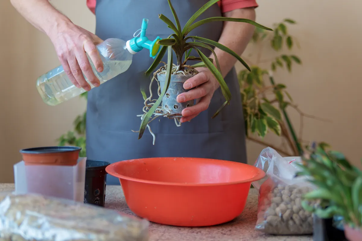 suivez-ces-4-gestes-pour-bien-arroser-votre-orchidee-en-pot-ne-faites-plus-derreur-darrosage