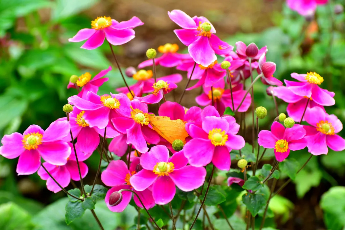 top-11-des-plus-belles-fleurs-vivaces-avec-une-longue-floraison-lesquelles-mettre-dans-votre-jardin