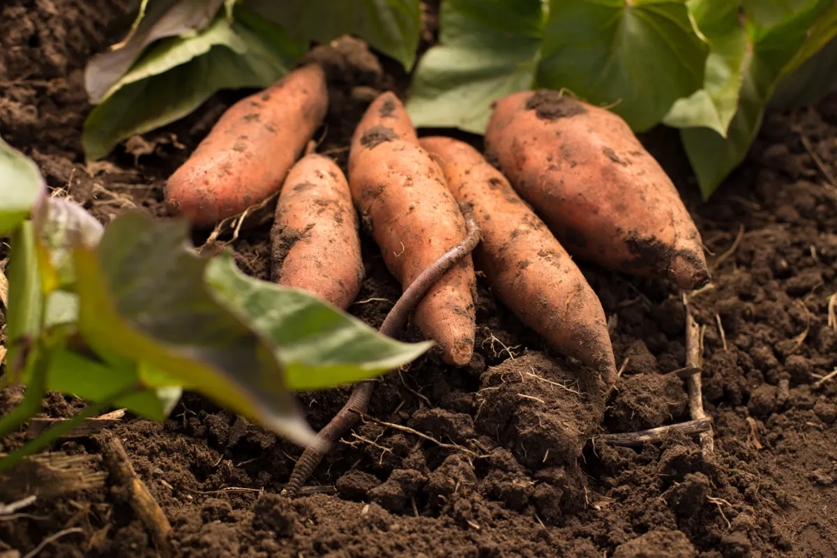 Tout ce que vous devez savoir sur la culture de la patate douce obtenez une récolte abondante