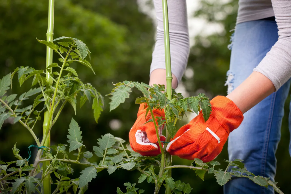 voici-comment-reussir-la-taille-de-vos-plants-de-tomates-et-obtenir-une-belle-recolte-cette-annee