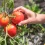 Voici l’endroit idéal pour planter vos tomates et obtenir une belle récolte cette année