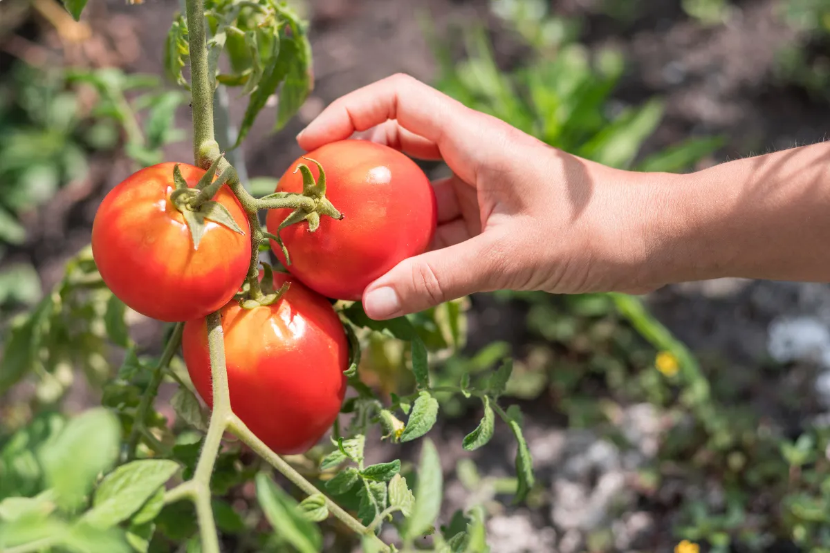 voici-lendroit-ideal-pour-planter-vos-tomates-et-obtenir-une-belle-recolte-cette-annee