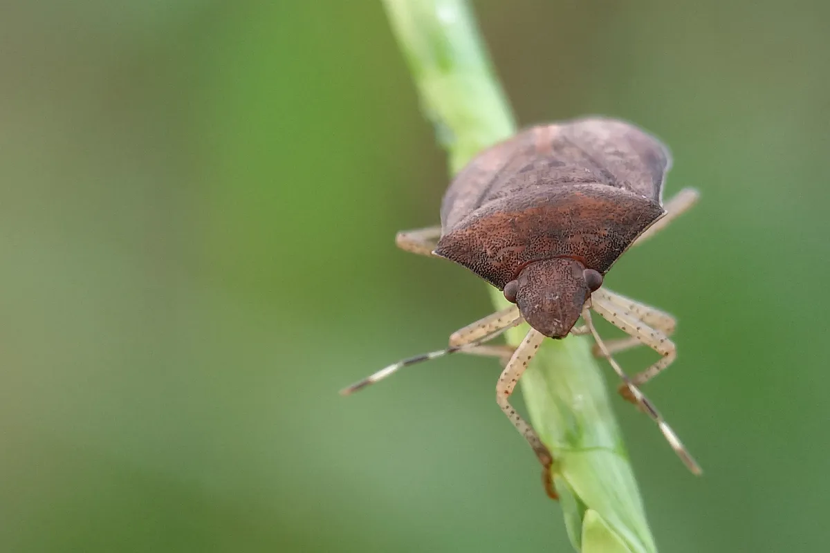 voici-les-3-astuces-infaillibles-pour-se-debarrasser-enfin-des-cafards-dans-votre-jardin