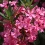 Voici les 3 engrais naturels les plus efficaces pour votre laurier-rose : boostez sa floraison