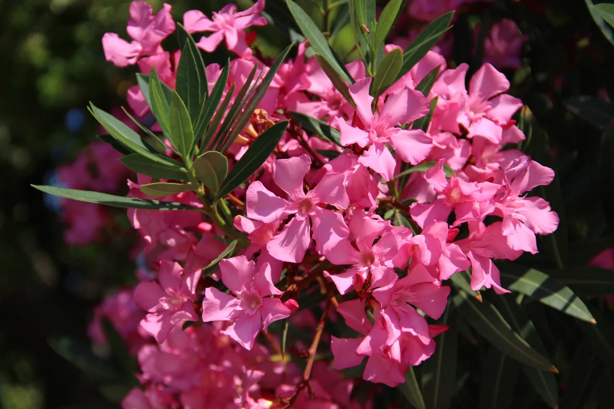 voici-les-3-engrais-naturels-les-plus-efficaces-pour-votre-laurier-rose-boostez-sa-floraison