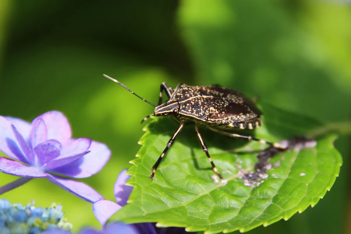 voici-les-3-methodes-naturelles-pour-lutter-efficacement-contre-les-punaises-de-jardin