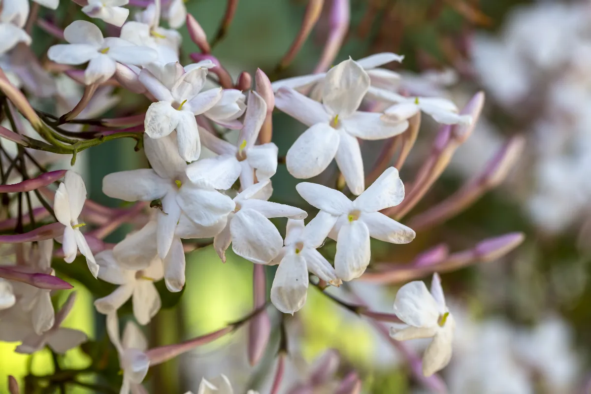 voici-les-4-meilleures-plantes-grimpantes-dexterieur-a-feuillage-persistant-pour-votre-exterieur