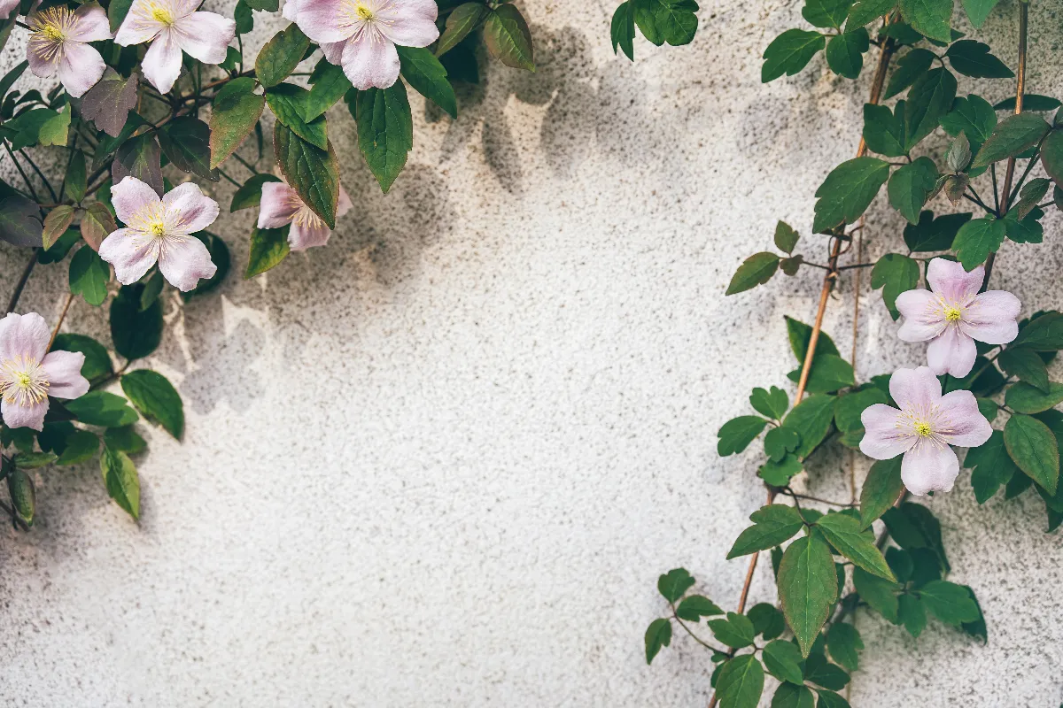 voici-les-4-meilleures-plantes-grimpantes-pour-habiller-facilement-les-murs-de-votre-maison