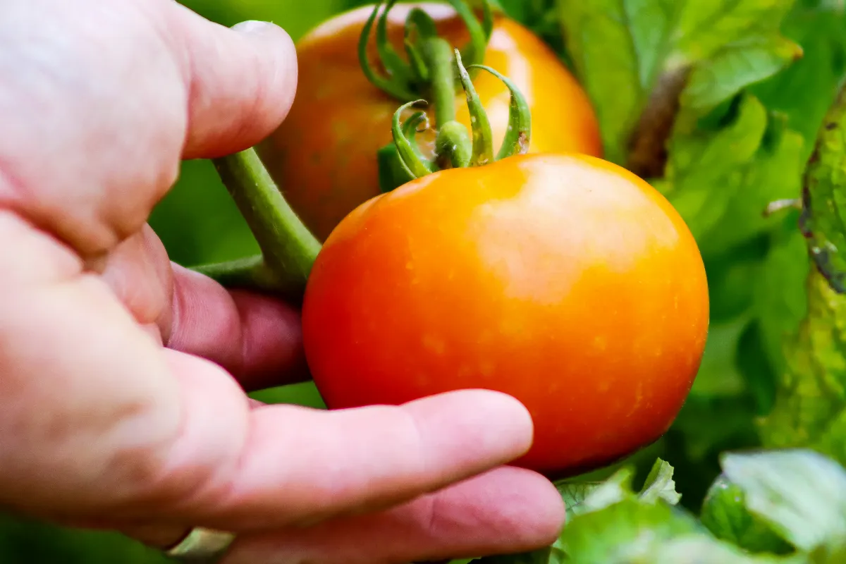 voici-les-5-erreurs-que-tout-le-monde-fait-pour-la-culture-des-tomates-evitez-a-tout-prix-ces-gestes