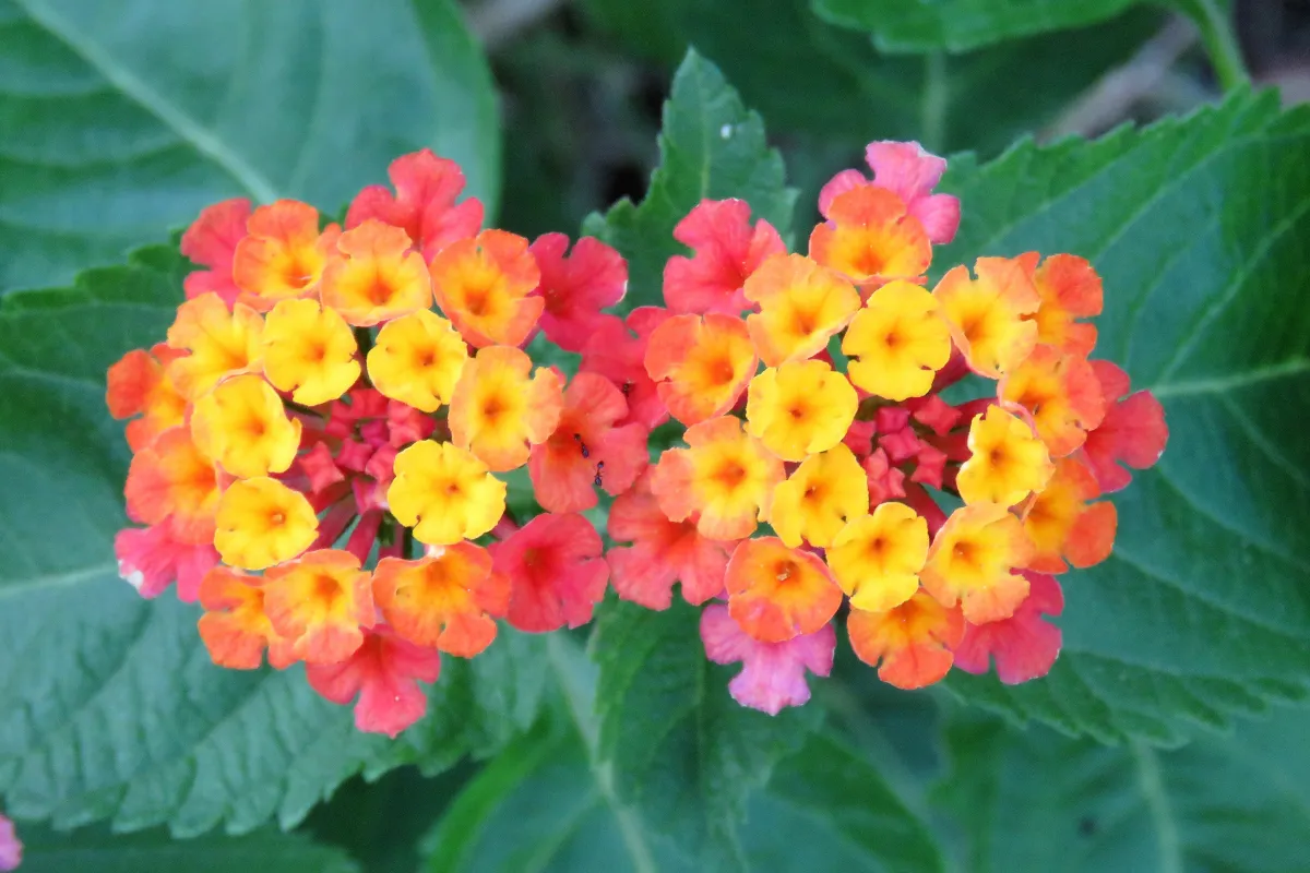 voici-les-5-fleurs-qui-resisteront-aux-vagues-de-chaleur-cet-ete