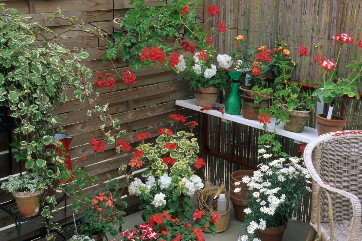voici-les-5-meilleures-plantes-pour-egayer-votre-espace-exterieur-faites-le-bon-choix