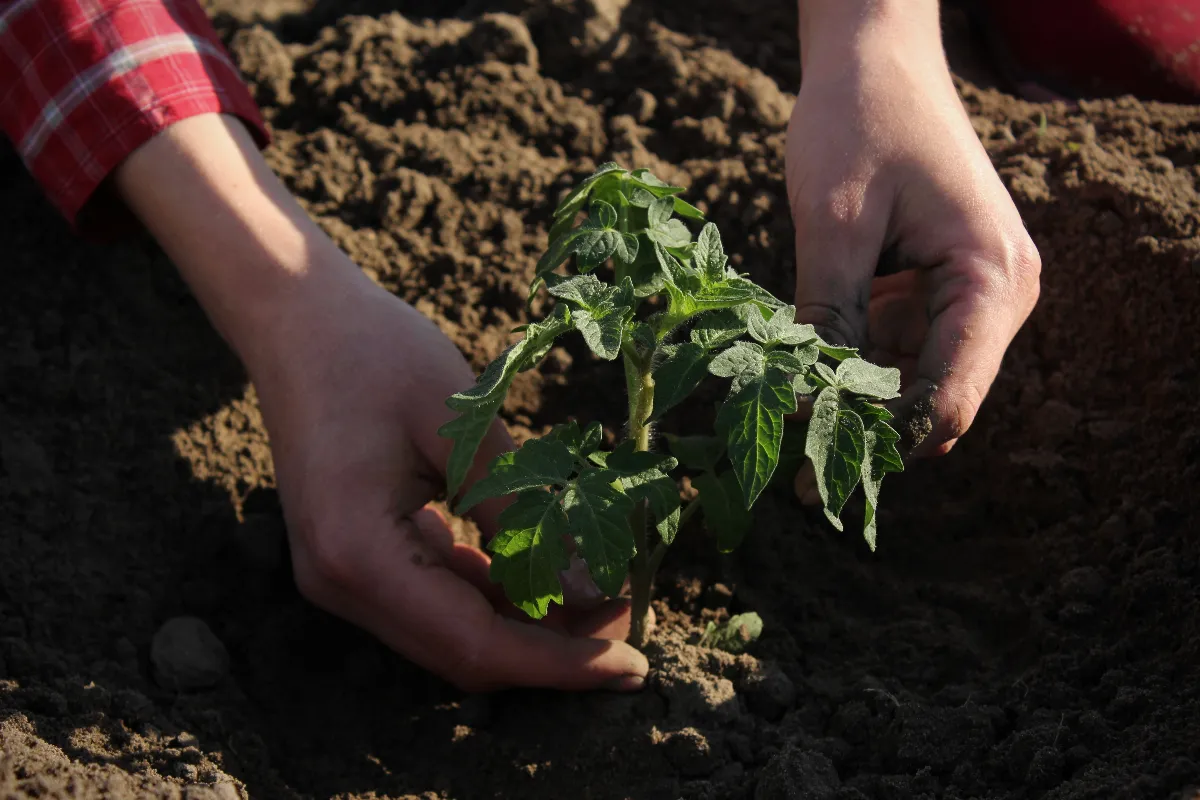 voici-les-criteres-pour-choisir-le-bon-endroit-pour-planter-vos-tomates-cette-annee