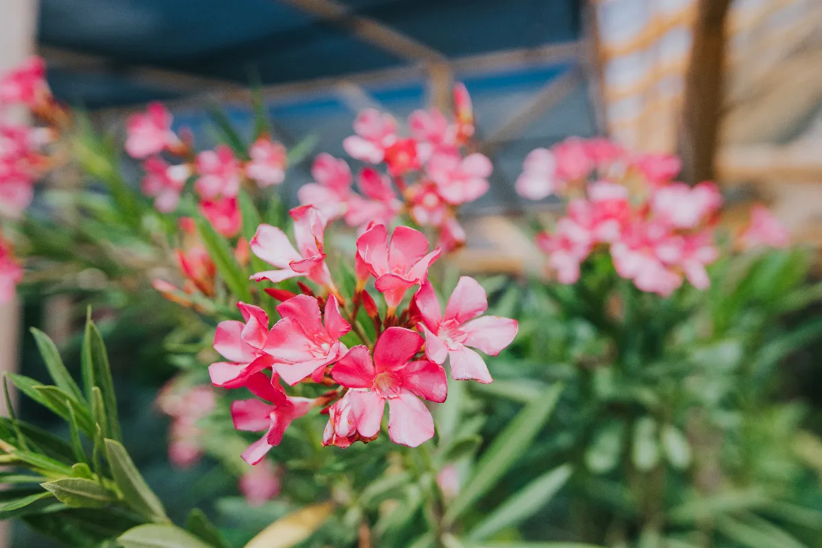 voici-les-etapes-et-les-gestes-a-respecter-pour-reussir-la-culture-de-votre-laurier-rose-en-pot