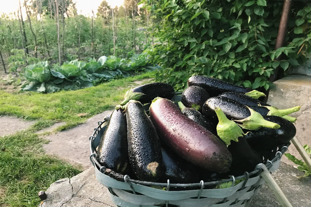 voici-les-gestes-a-connaitre-pour-bien-planter-vos-aubergines-et-obtenir-une-bonne-recolte