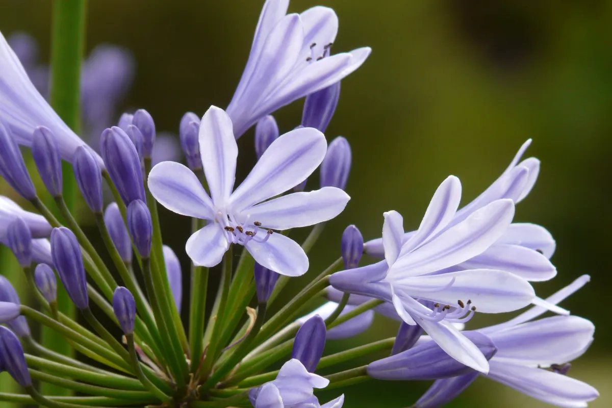 voici-les-secrets-a-connaitre-pour-reussir-la-floraison-de-vos-agapanthes-a-tous-les-coups