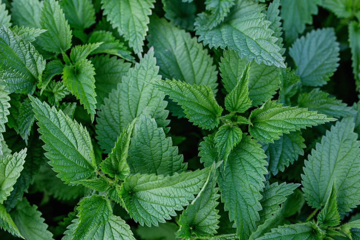 voici-pourquoi-cultiver-des-orties-est-benefique-decouvrez-les-bienfaits-insoupconnes