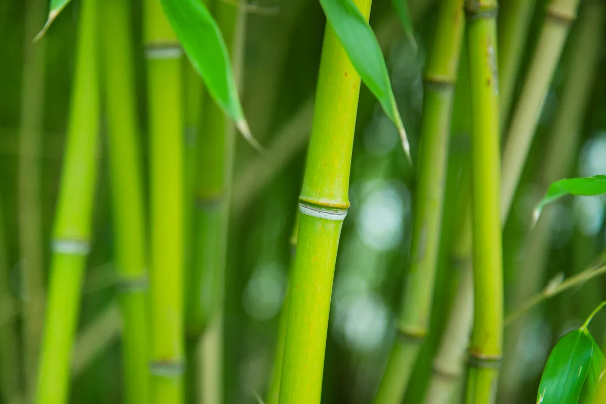 vos-bambous-comment-a-devenir-trop-envahissants-voici-la-solution-pour-les-reguler