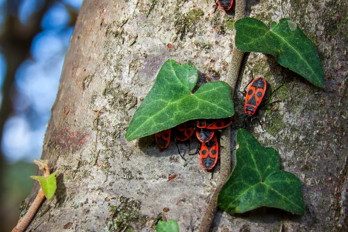vous-avez-beaucoup-de-gendarmes-dans-votre-jardin-est-ce-grave